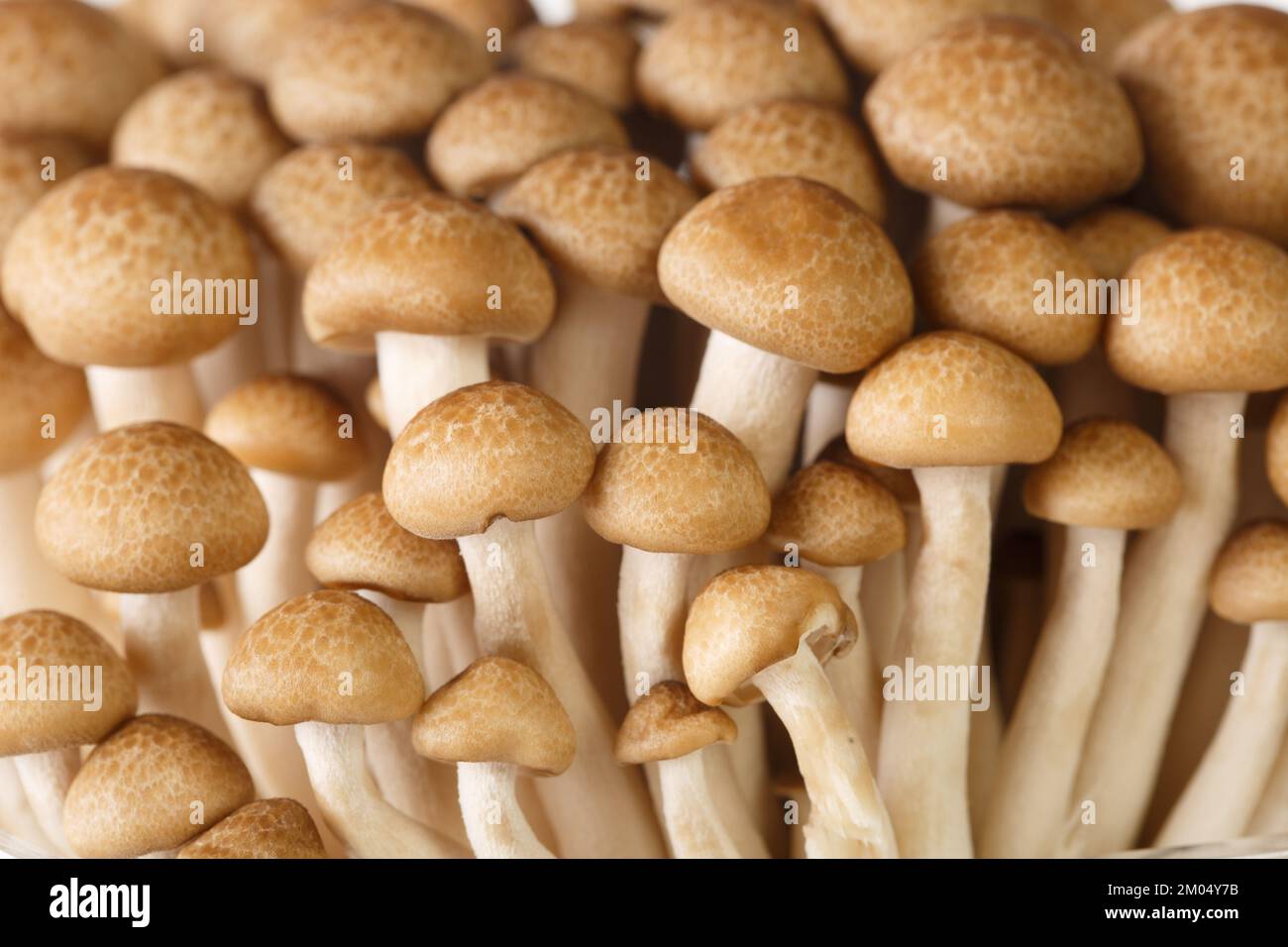 Close-up of brown mushrooms shimeji or beech mushroom or Buna-shimeji. background horizontal Stock Photo