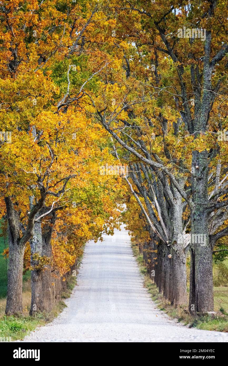An alley of trees with yellow and orange autumn leaves Stock Photo - Alamy