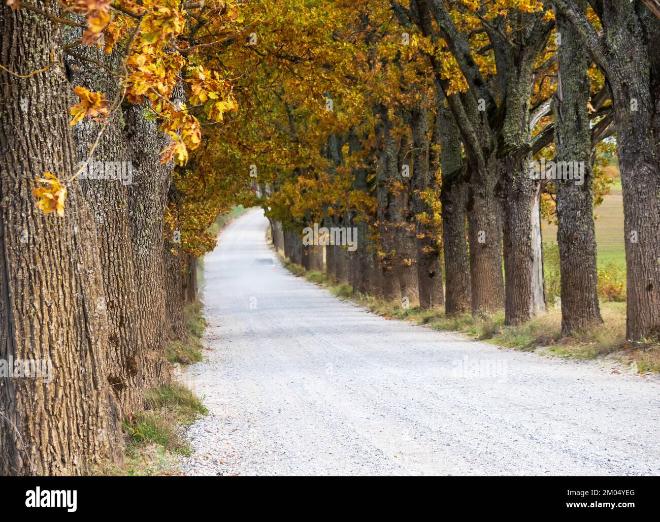 An alley of trees with yellow and orange autumn leaves Stock Photo - Alamy