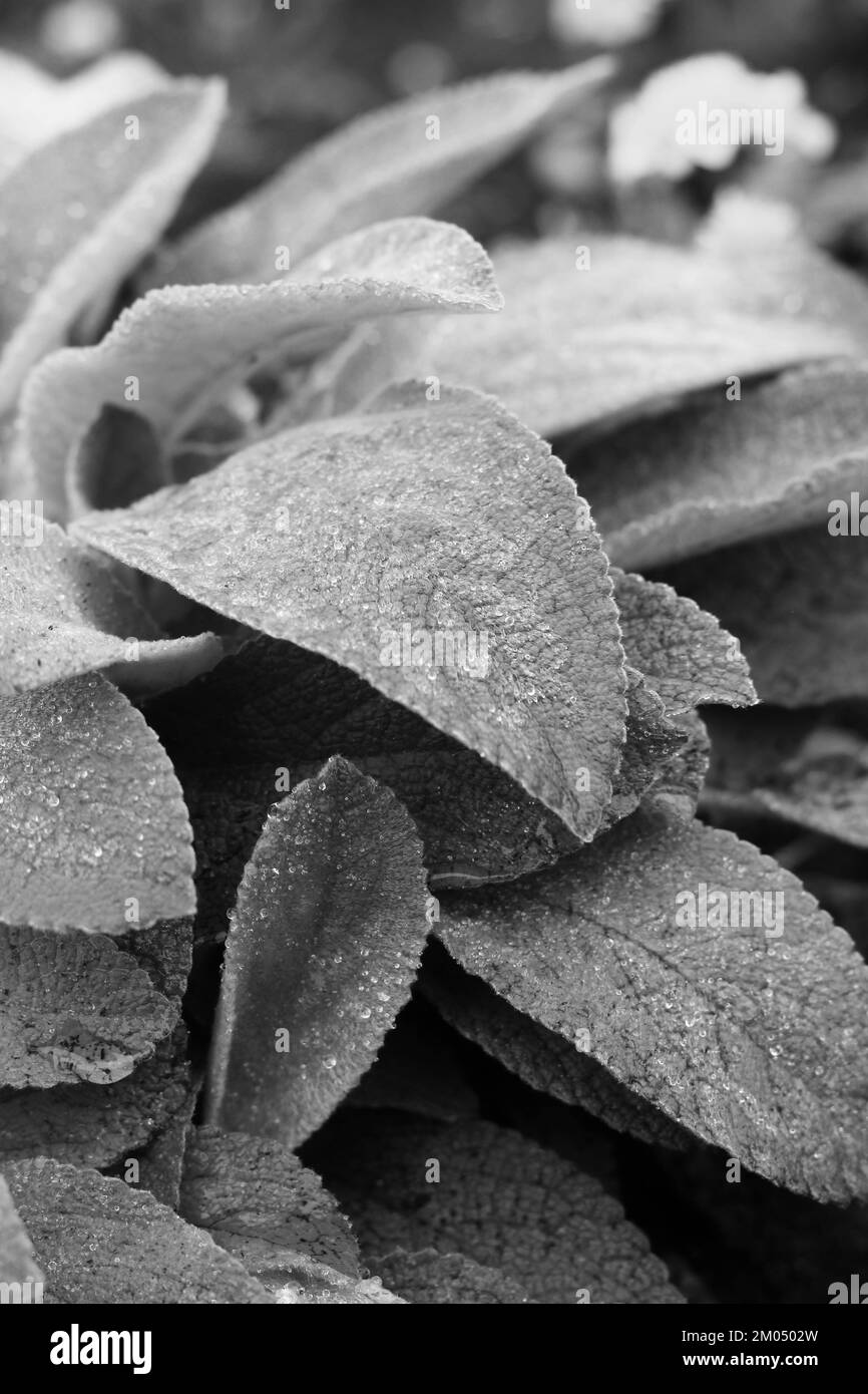 Wet garden plants Black and White Stock Photos & Images - Alamy