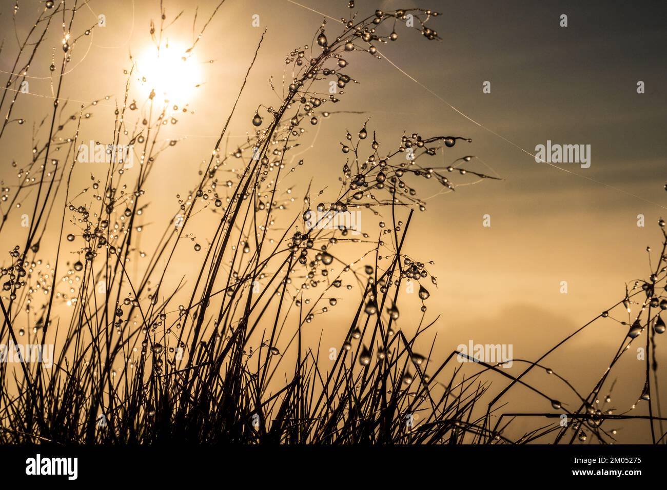 Autumn morning with beads of mist clinging to moorland grasses, Peak District National Park Stock Photo