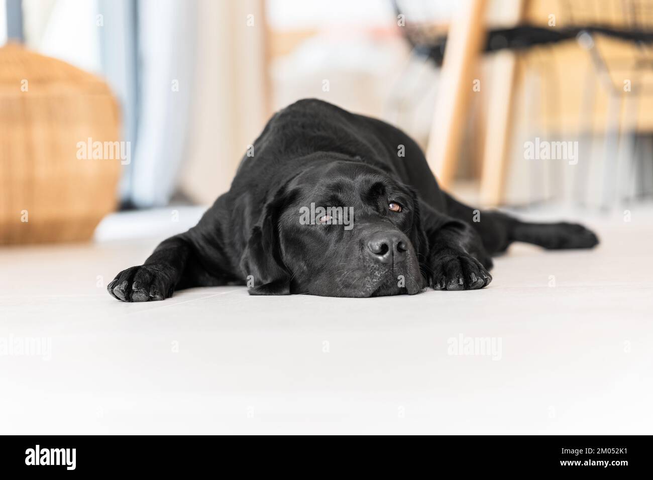Young black labrador on white floor of mediterranean villa full of light and air Stock Photo