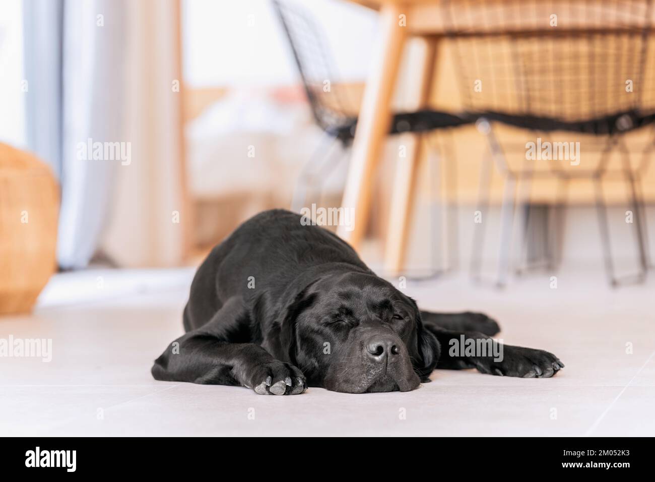 Sleeping on a white stone floor black Labrador in the interiors of a mediterranean villa Stock Photo
