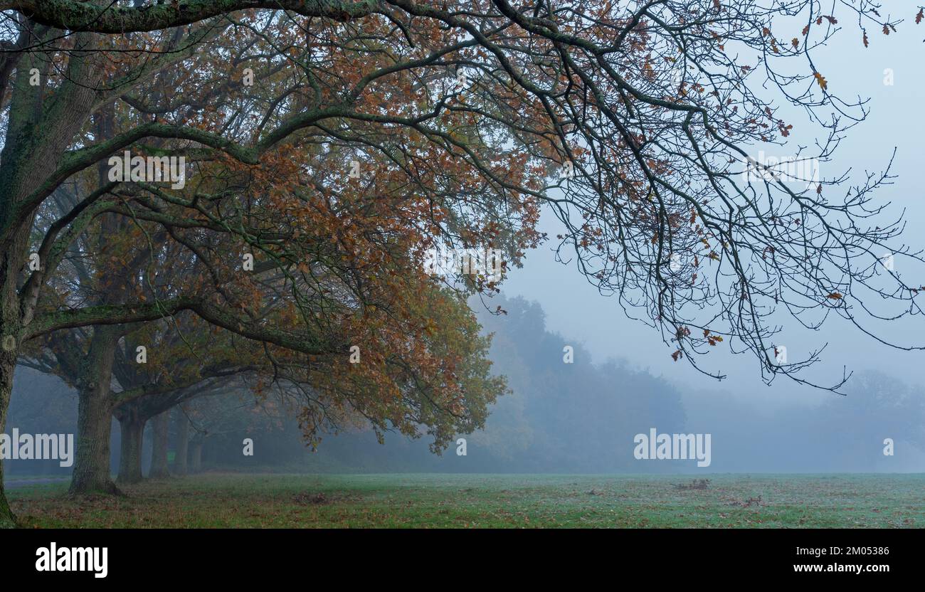 Misty morning on Southampton Common, Southampton, Hampshire, UK Stock