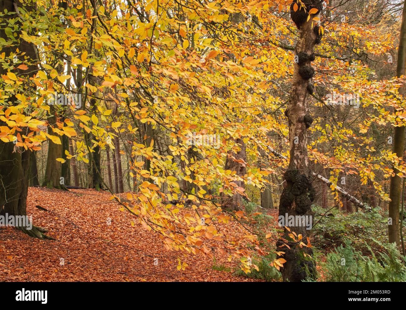 Autumn's screen of gold in natural woodland, at Spring Wood, Whalley