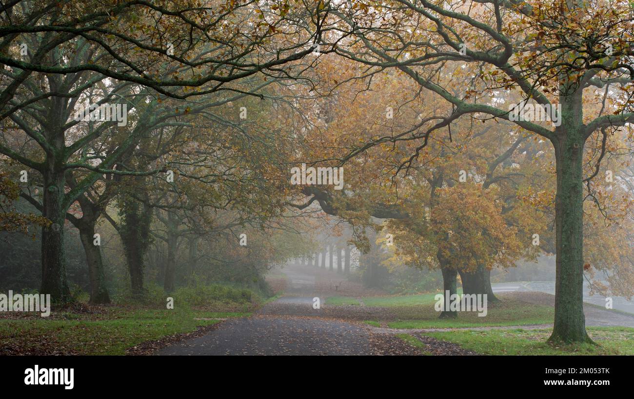 Misty morning on Southampton Common, Southampton, Hampshire, UK Stock