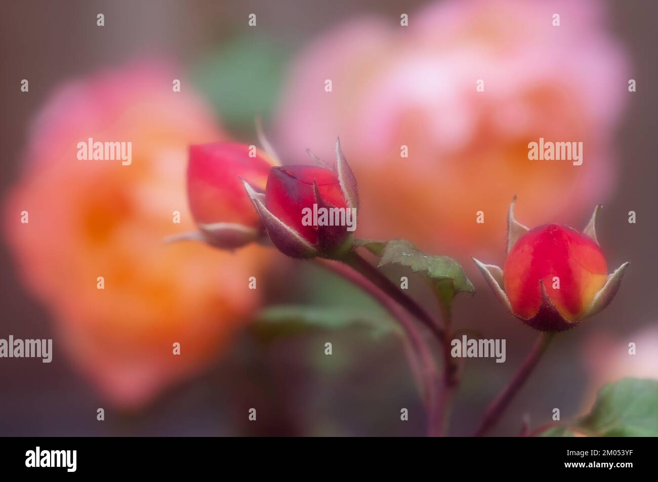 Rosa Lady Emma Hamilton Stock Photo - Alamy