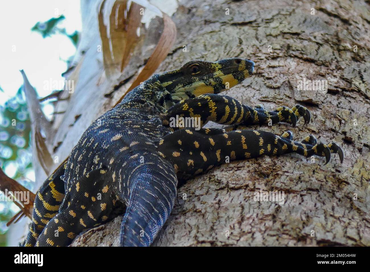 An Australian Lace Monitor Lizard climbing a tree Stock Photo Alamy