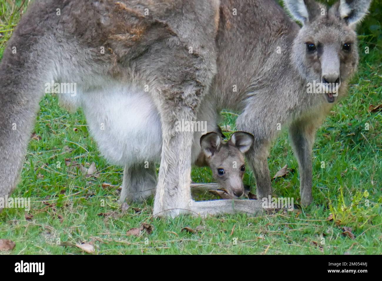 A Kangaroo, Kangaroos or a Joey in Australia Stock Photo