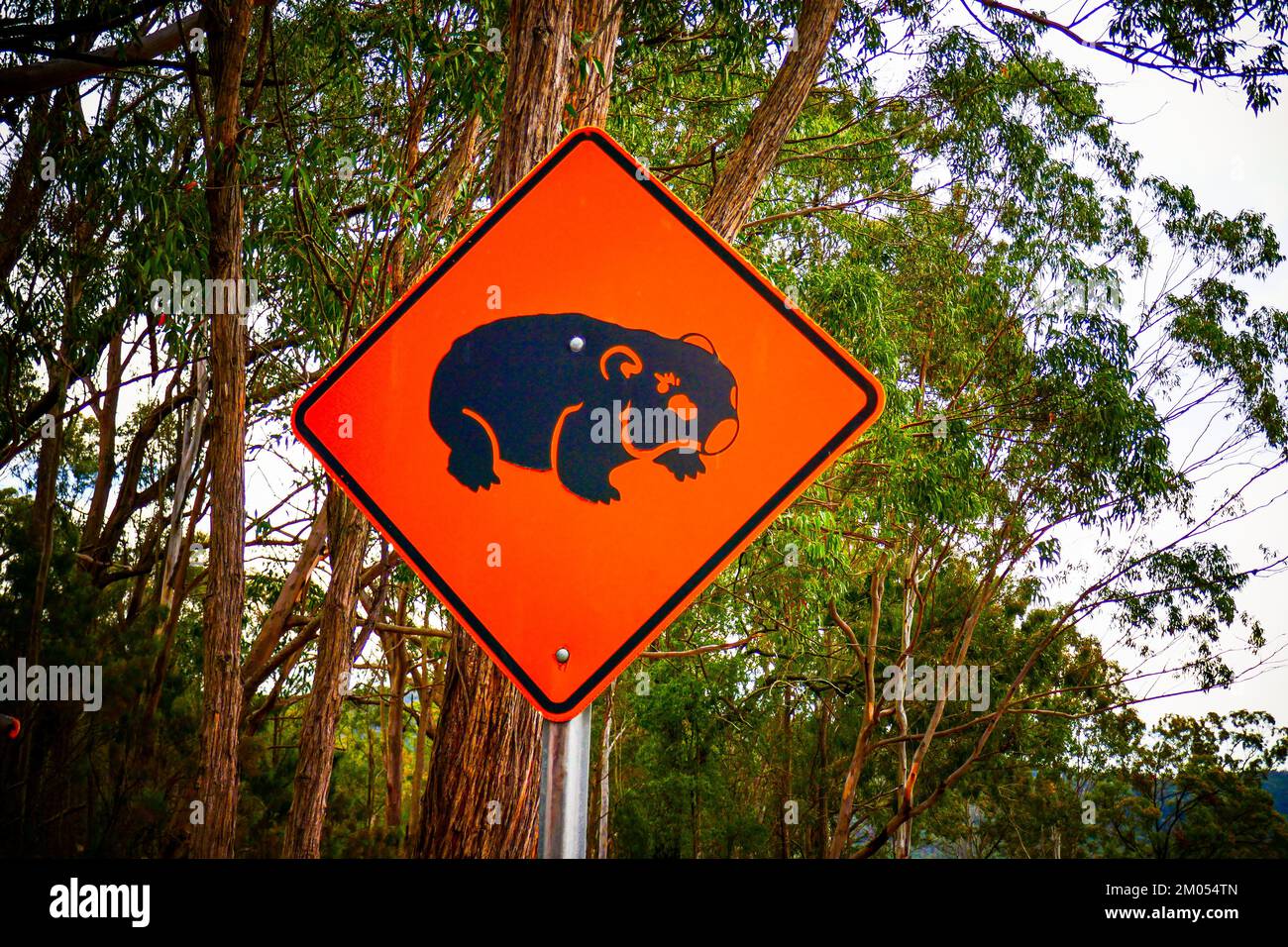 A Beware of Koalas sign in Australia Stock Photo Alamy