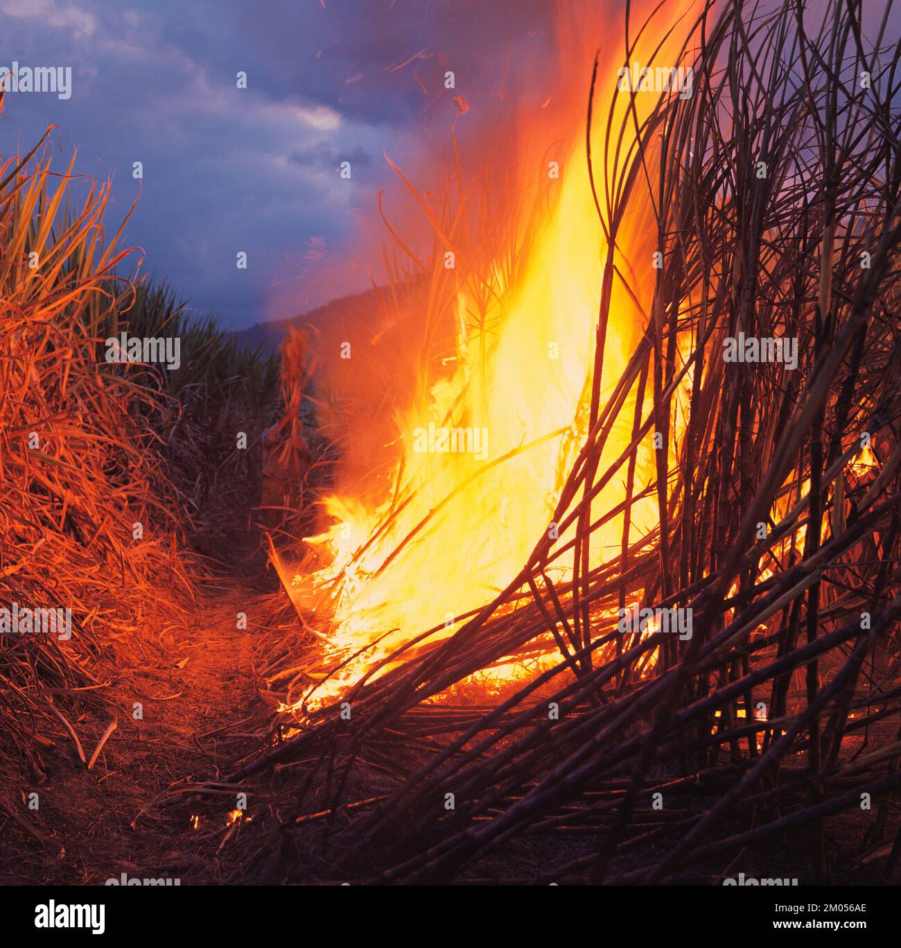 Australia. Agriculture. Sugar cane. Pre-harvest burning. Stock Photo