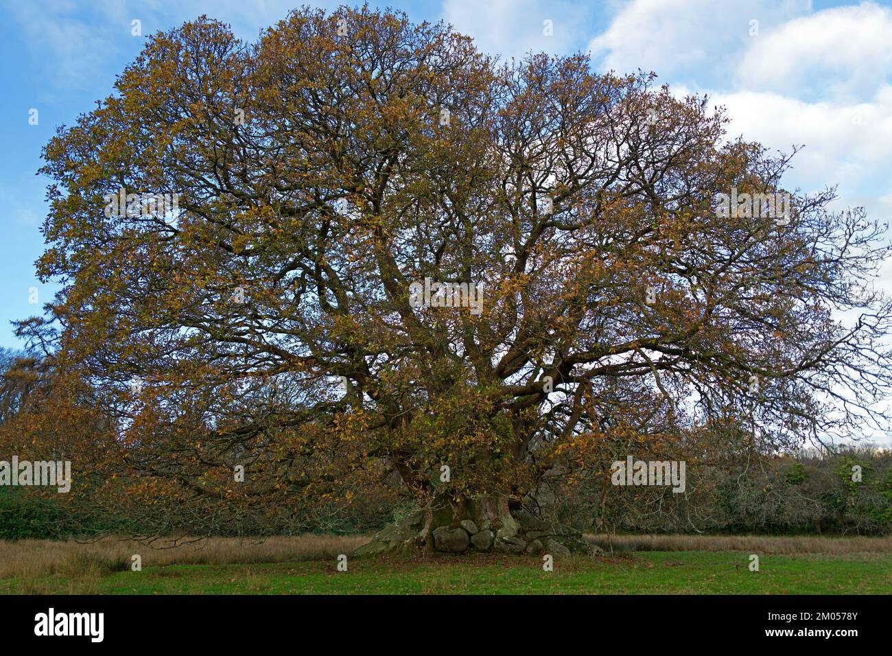 This ancient oak tree which seems to grow straight out of granite is