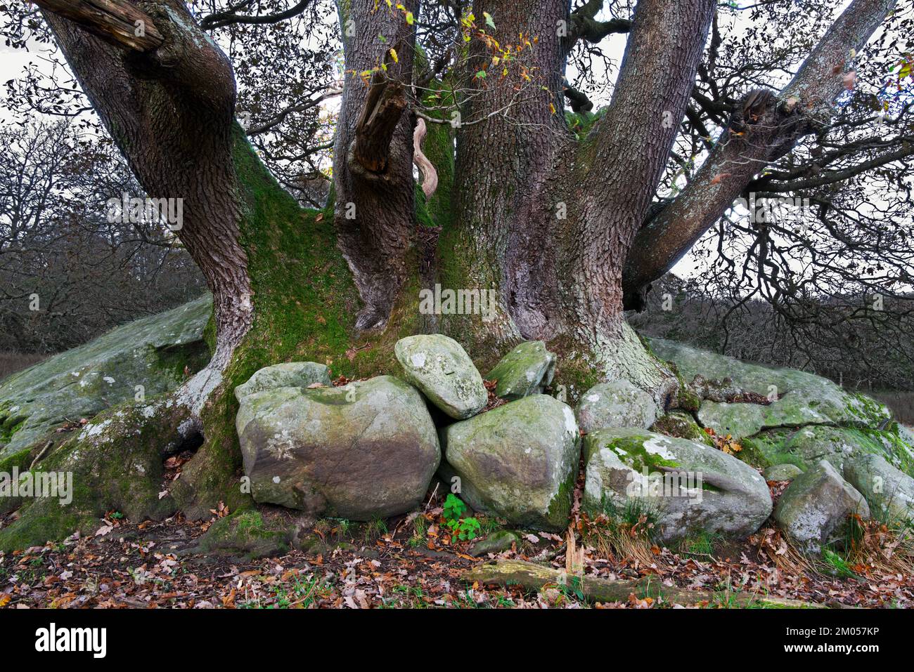 This ancient oak tree which seems to grow straight out of granite is