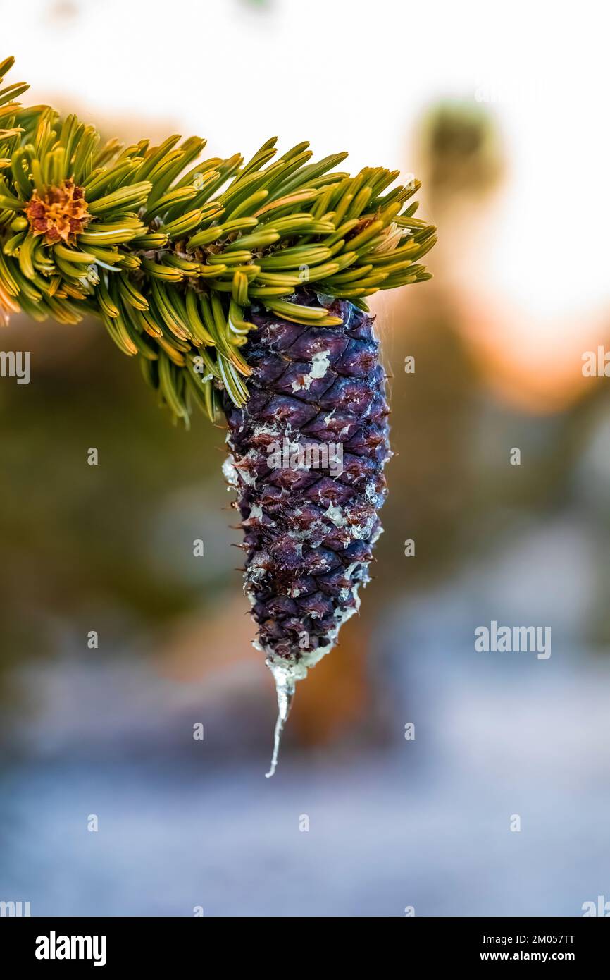 Cone sap hires stock photography and images Alamy