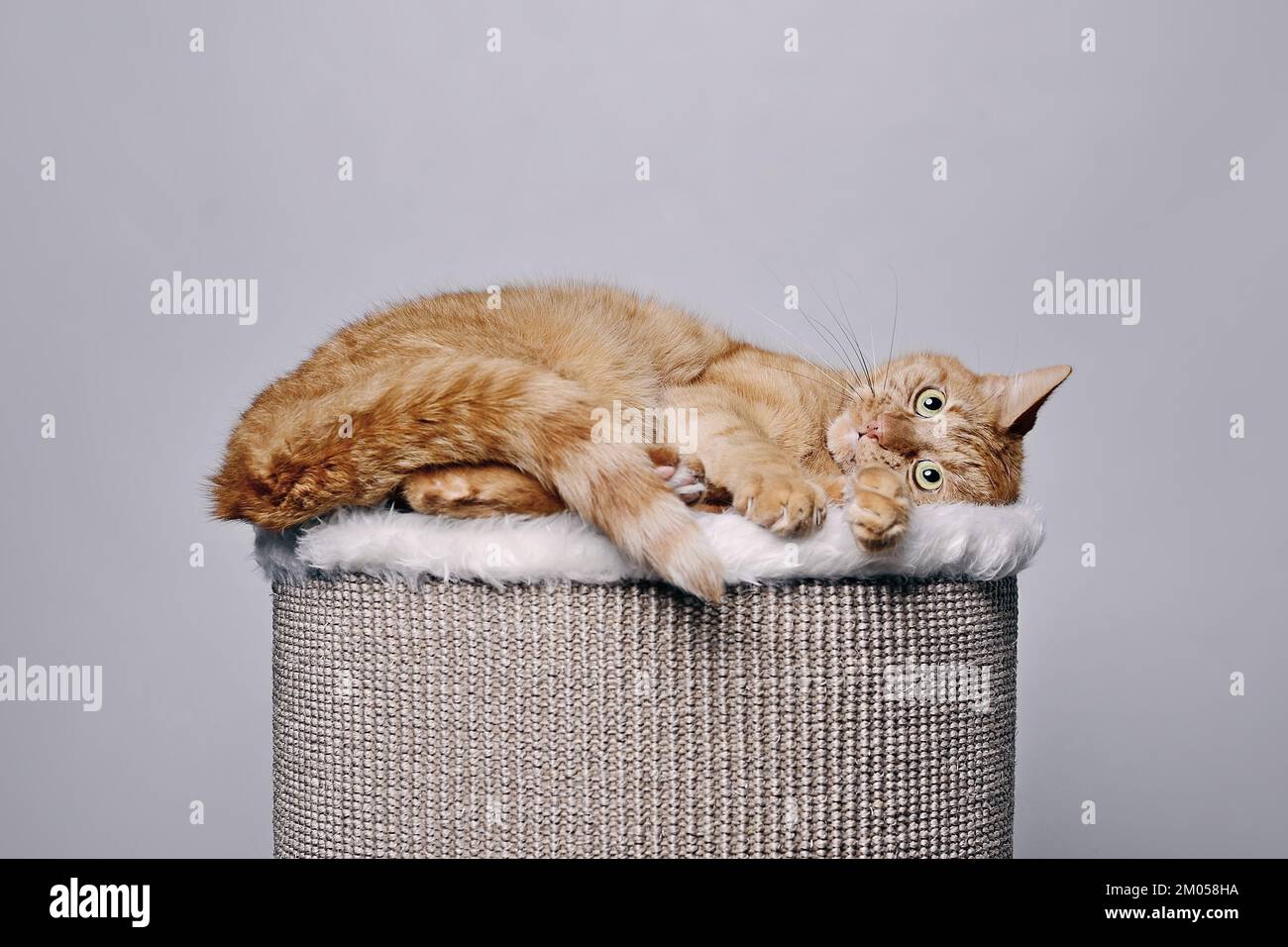Funny ginger cat resting on comfortable scratching barrel. Isolated on gray background. Stock Photo