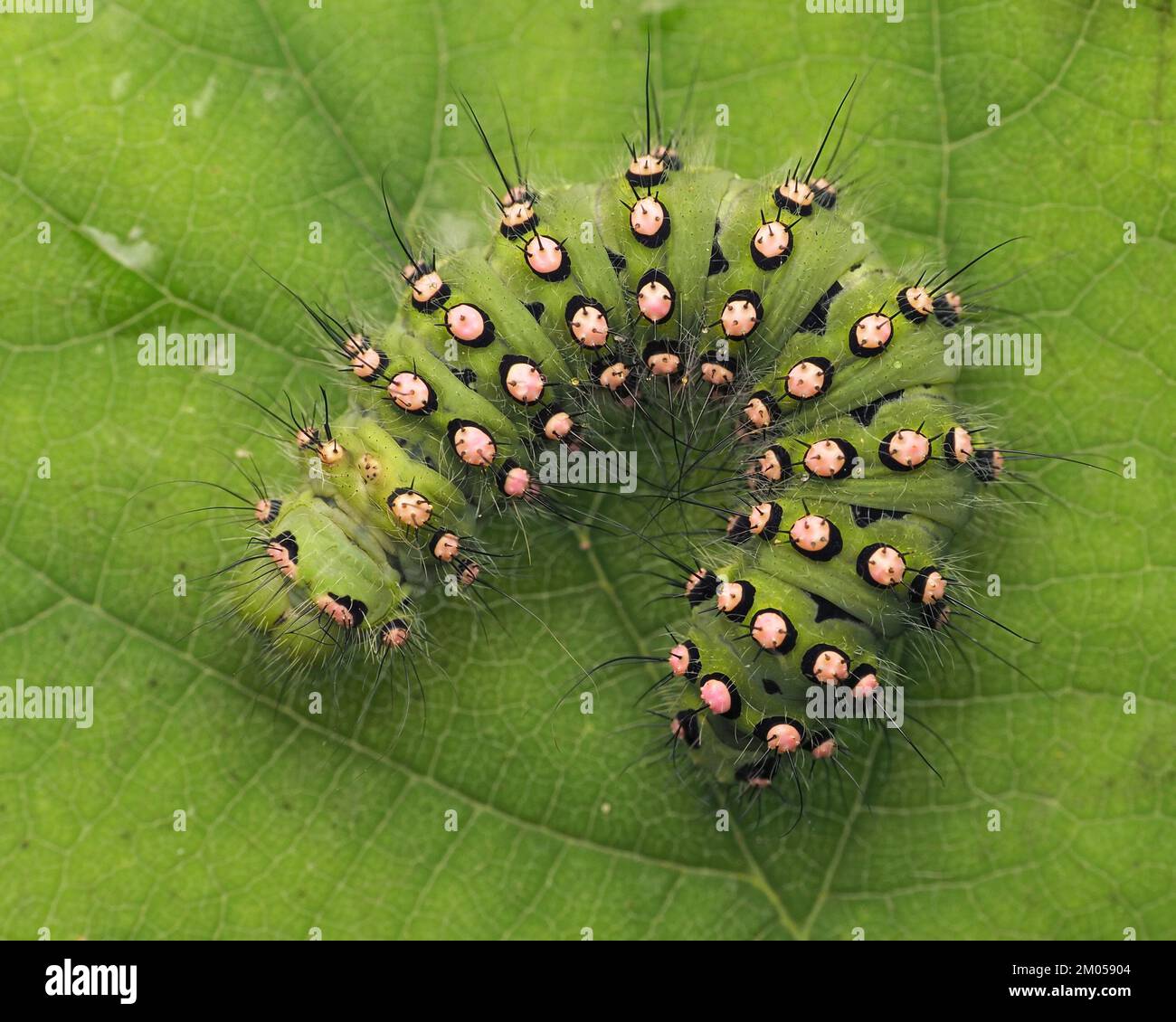 Dorsal view of Emperor Moth caterpillar (Saturnia pavonia) at rest on