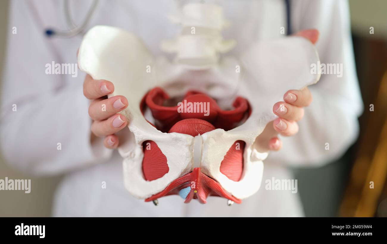 Female gynecologist showing model of female pelvis with muscles Stock Photo