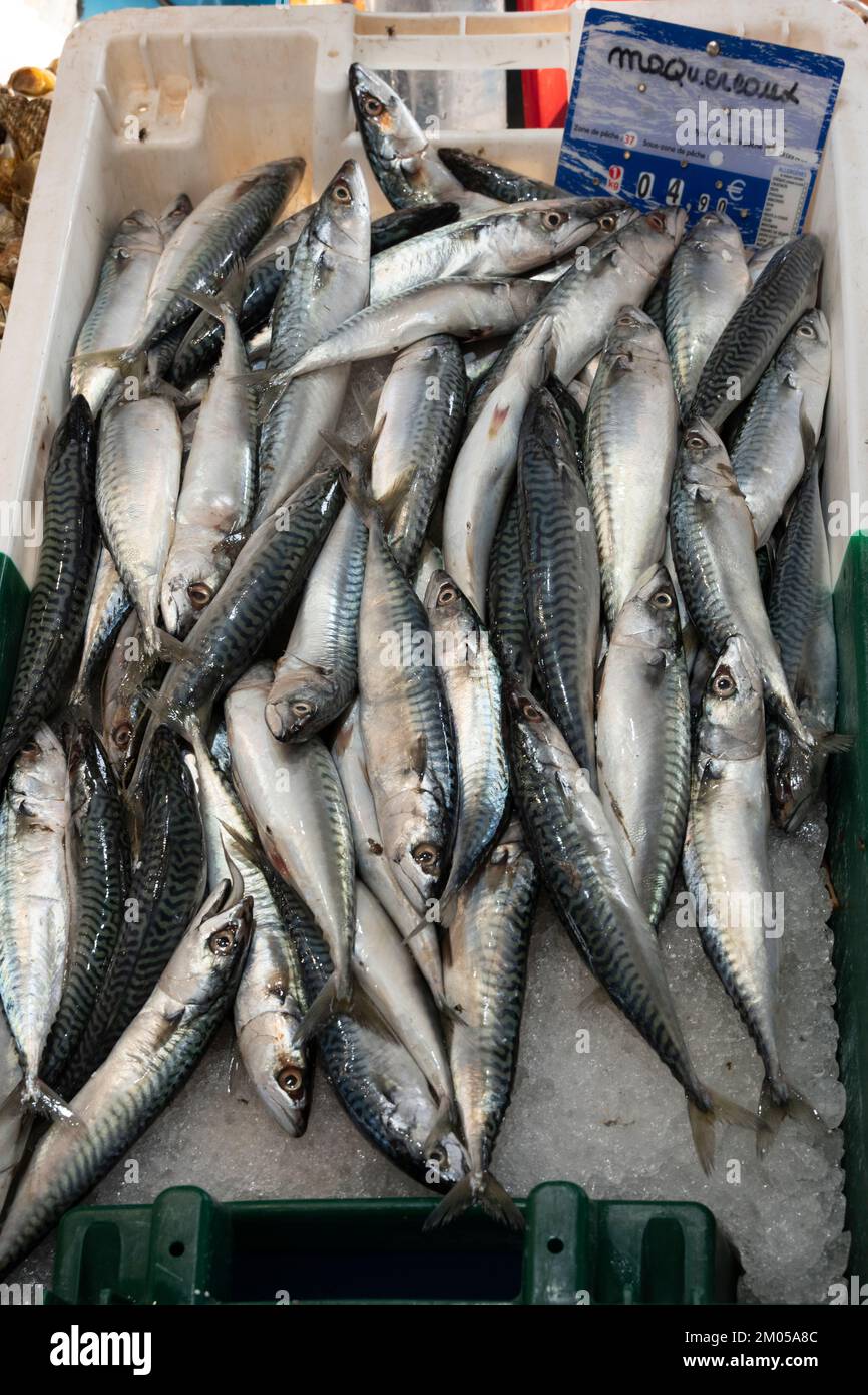Mackerels on fish stall in the market of Sanary-sur-mer, France. Stock Photo