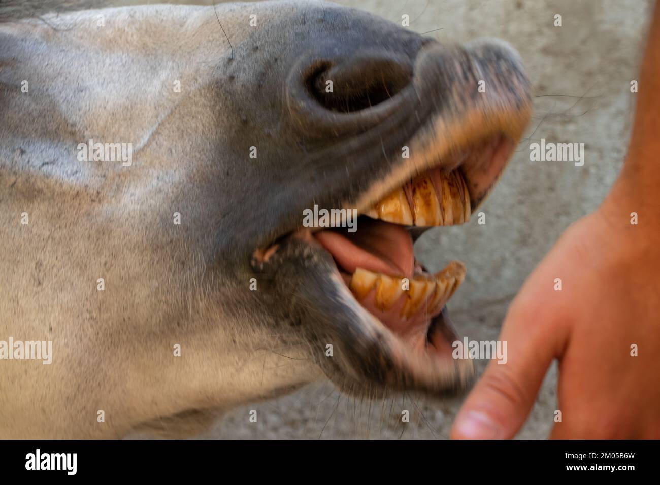 horse feeding on the farm in summer closeup, horse muzzle Stock Photo