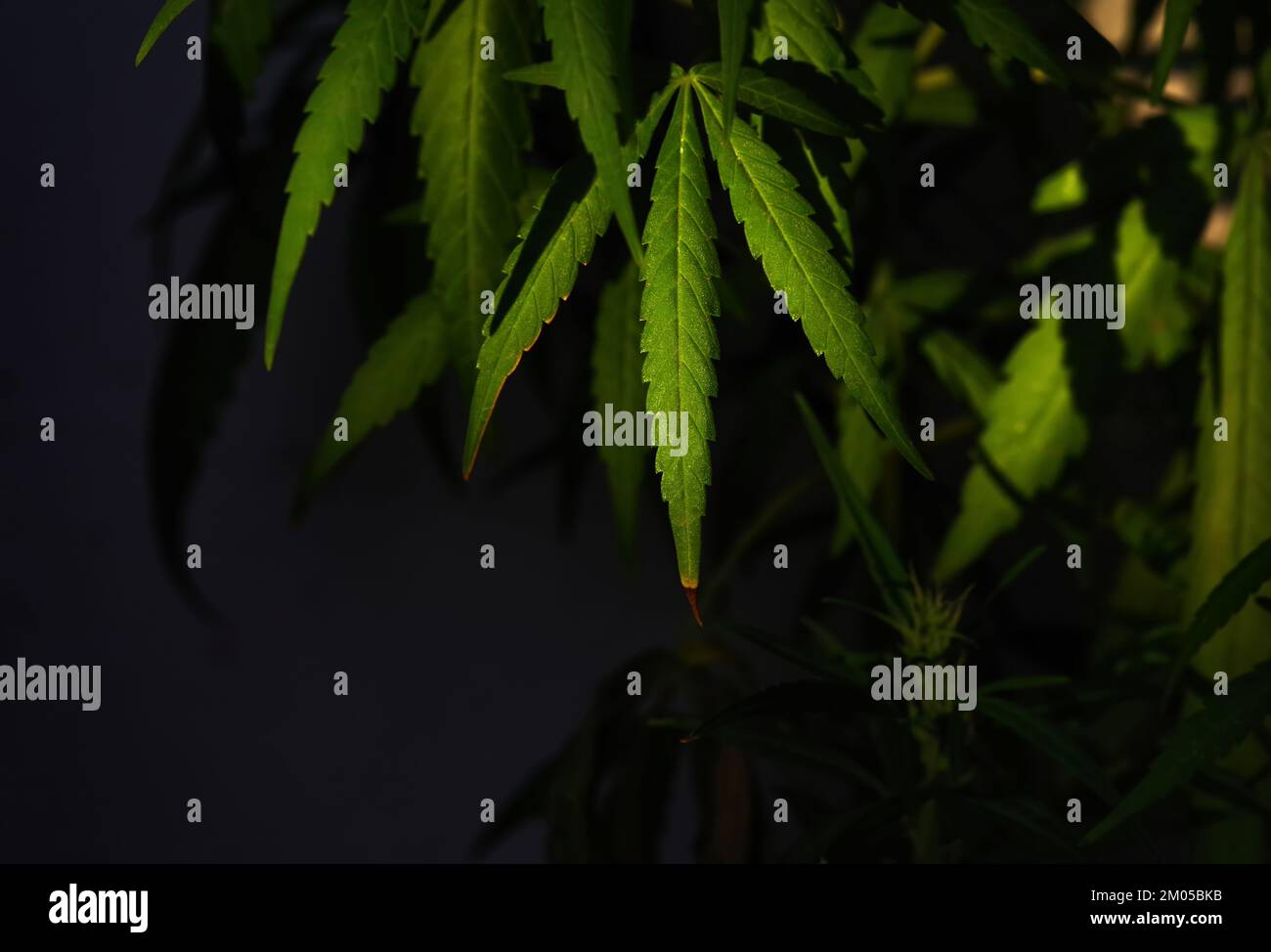 The cannabis leaves on black background Stock Photo