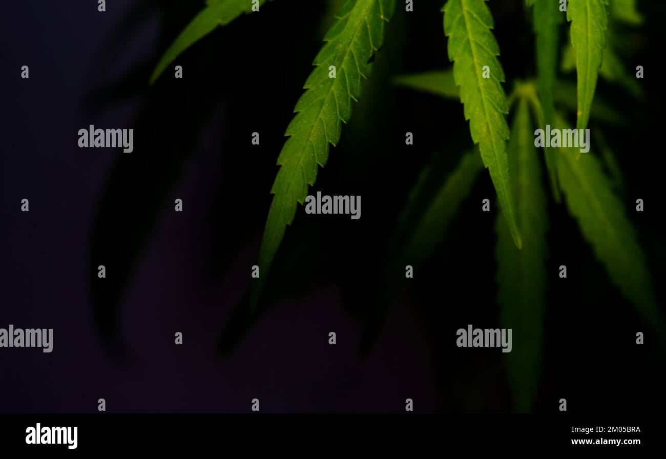 The cannabis leaves on black background Stock Photo
