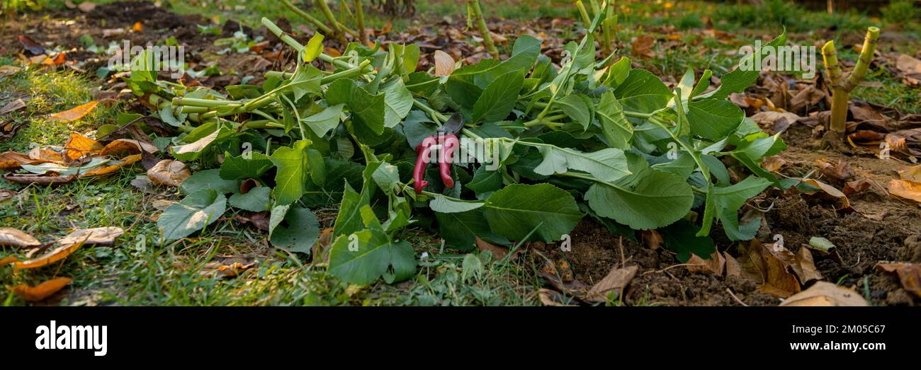 Cutting down dahlia plant foliage before digging up the tubers for