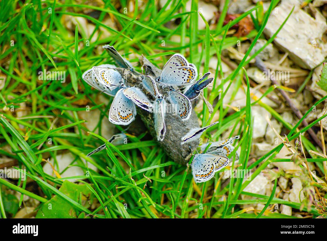 A cluster of lycaenidae, beautiful butterflies, gathered to feed on a
