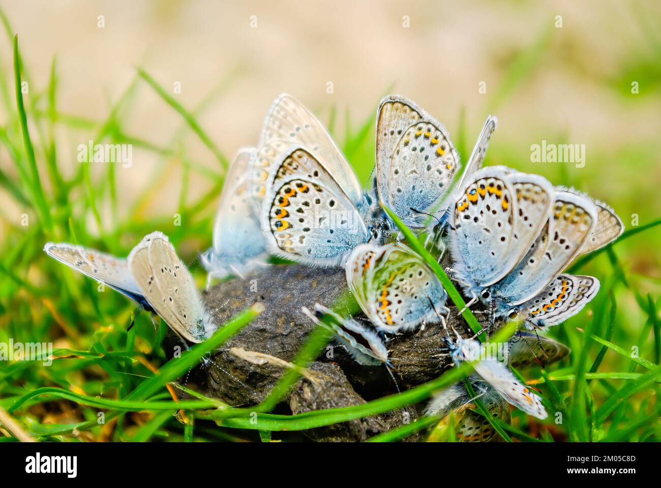 A cluster of lycaenidae, beautiful butterflies, gathered to feed on a