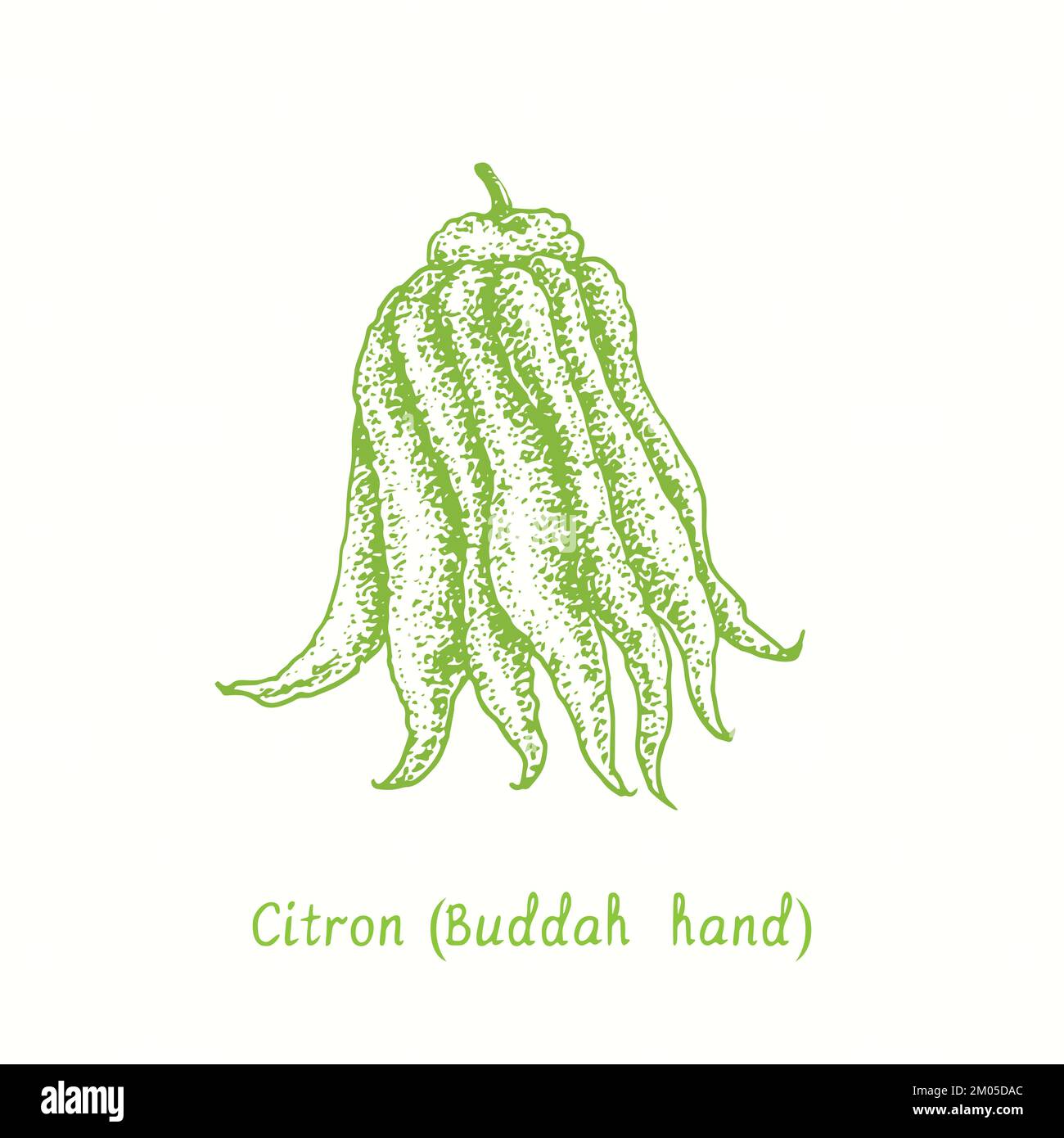 Citron (Buddah hand) whole fruit. Ink doodle drawing in woodcut style Stock Photo