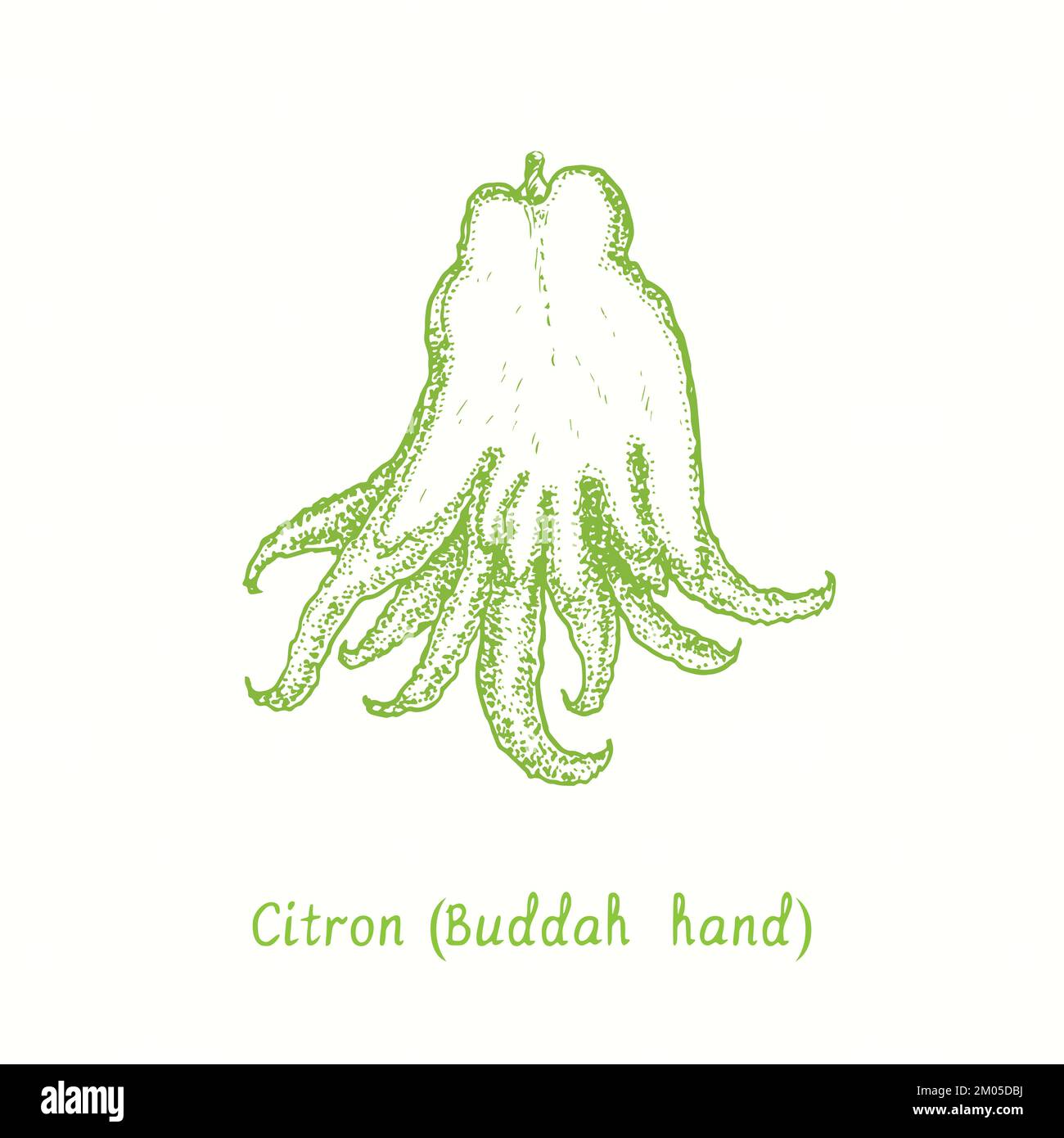 Citron (Buddah hand) cut half fruit. Ink doodle drawing in woodcut style Stock Photo