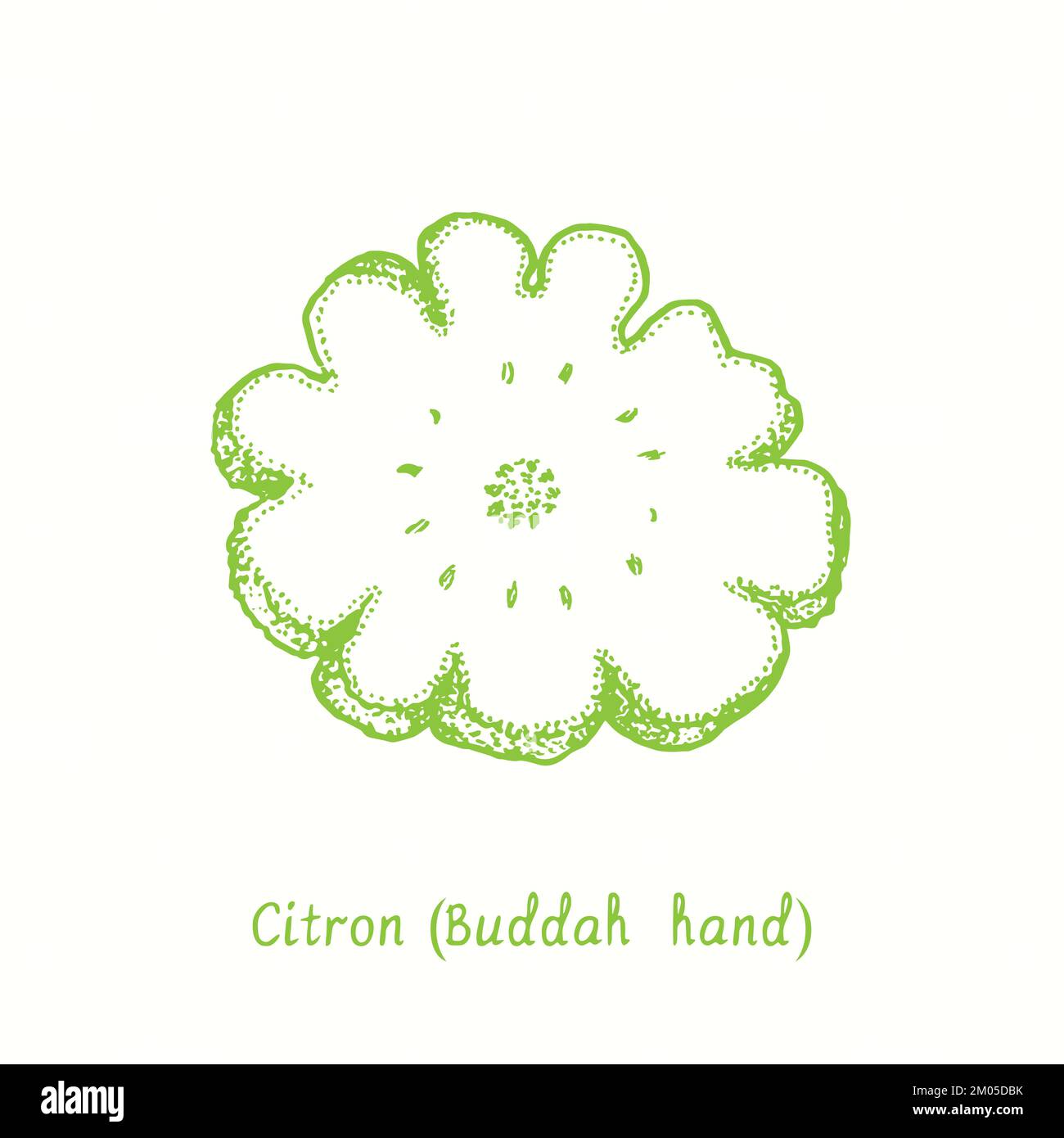 Citron (Buddah hand) cut slice fruit. Ink doodle drawing in woodcut style Stock Photo