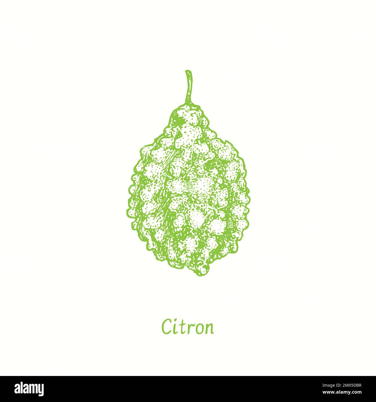 Citron fruit. Ink doodle drawing in woodcut style Stock Photo