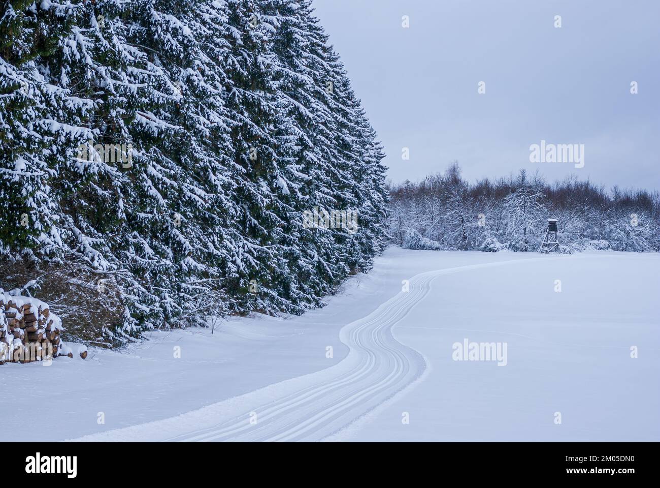 Freshly groomed cross-country trail in front of snow-covered winter forest. Stock Photo