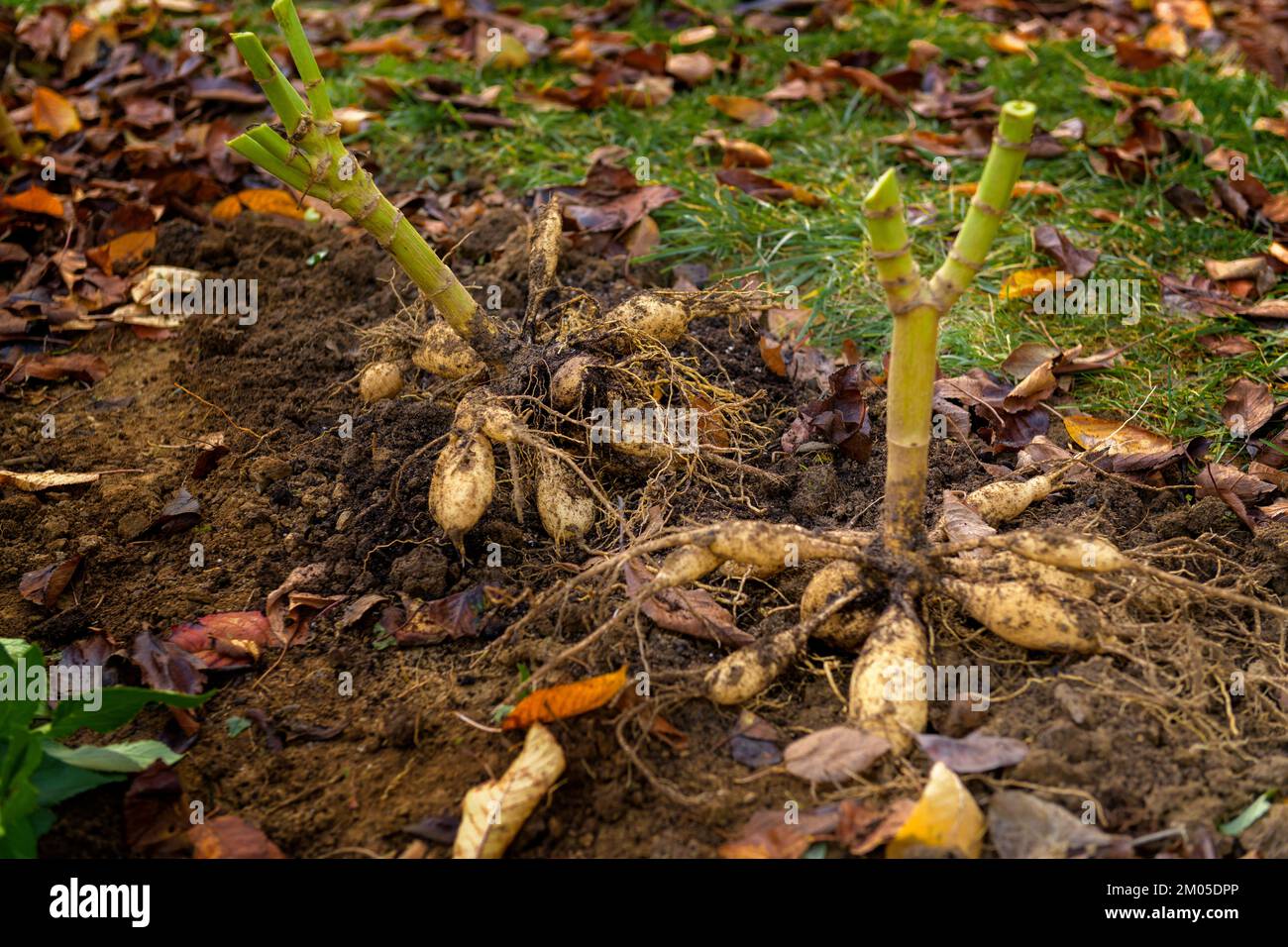 Freshly lifted dahlia plant tubers. Digging up dahlia tubers, cleaning
