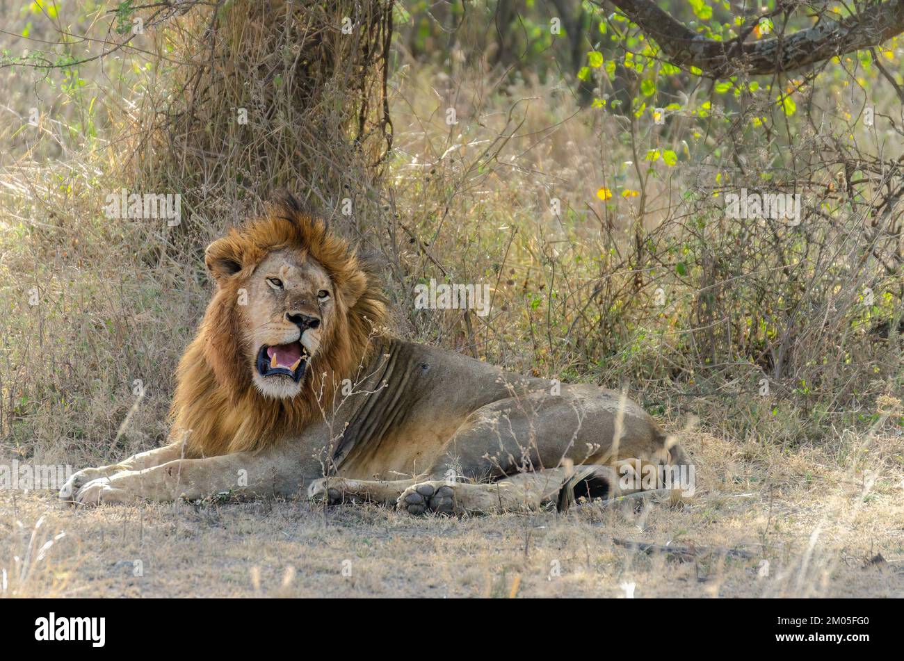 IMAGE OF A GOOD SIZE MALE LION WITH GOLDEN HAIR, TAKEN IN SERENGETI, IN THE AREA OF SERONERA, AT SUNSET, AFTER A WHOLE DAY OF SEARCHING WITHOUT SUCCES. Stock Photo