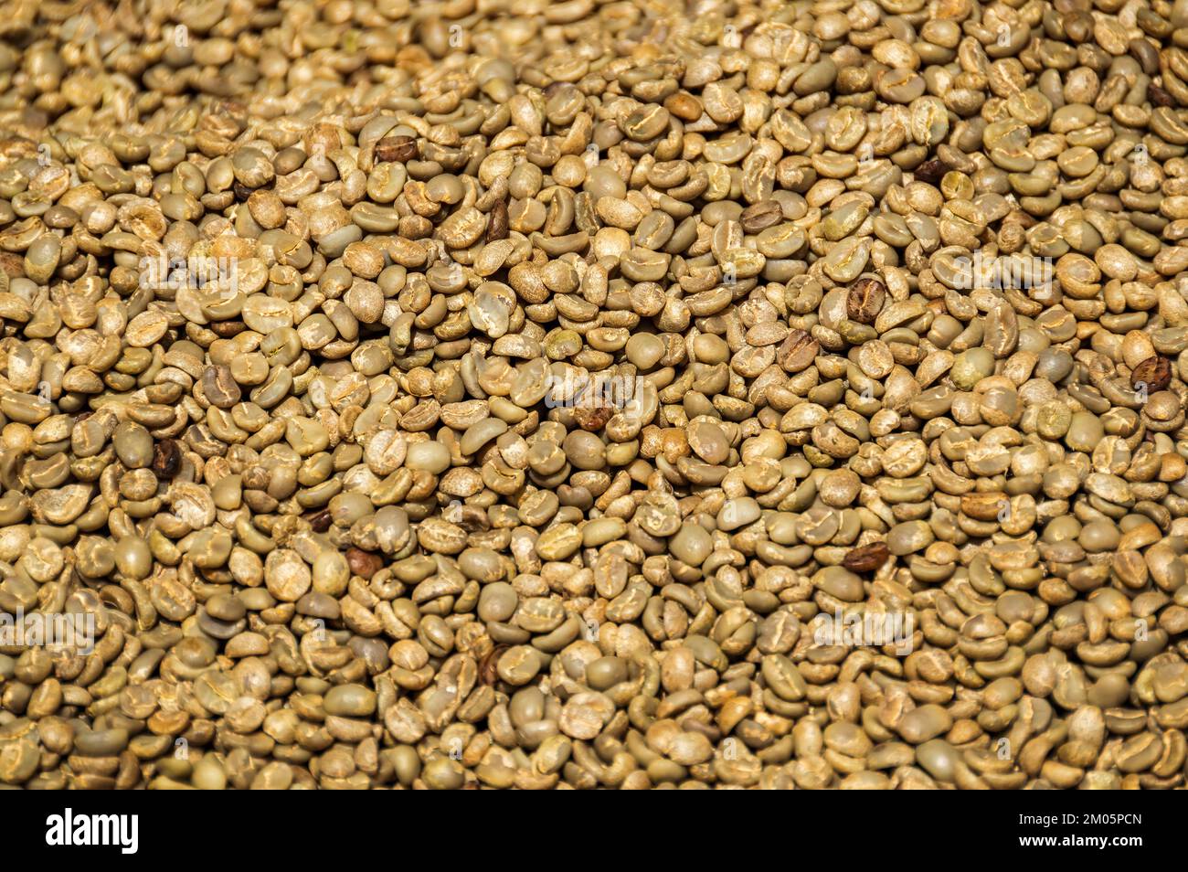 Best Panamanian coffee grains, Boquete, Panamá Stock Photo