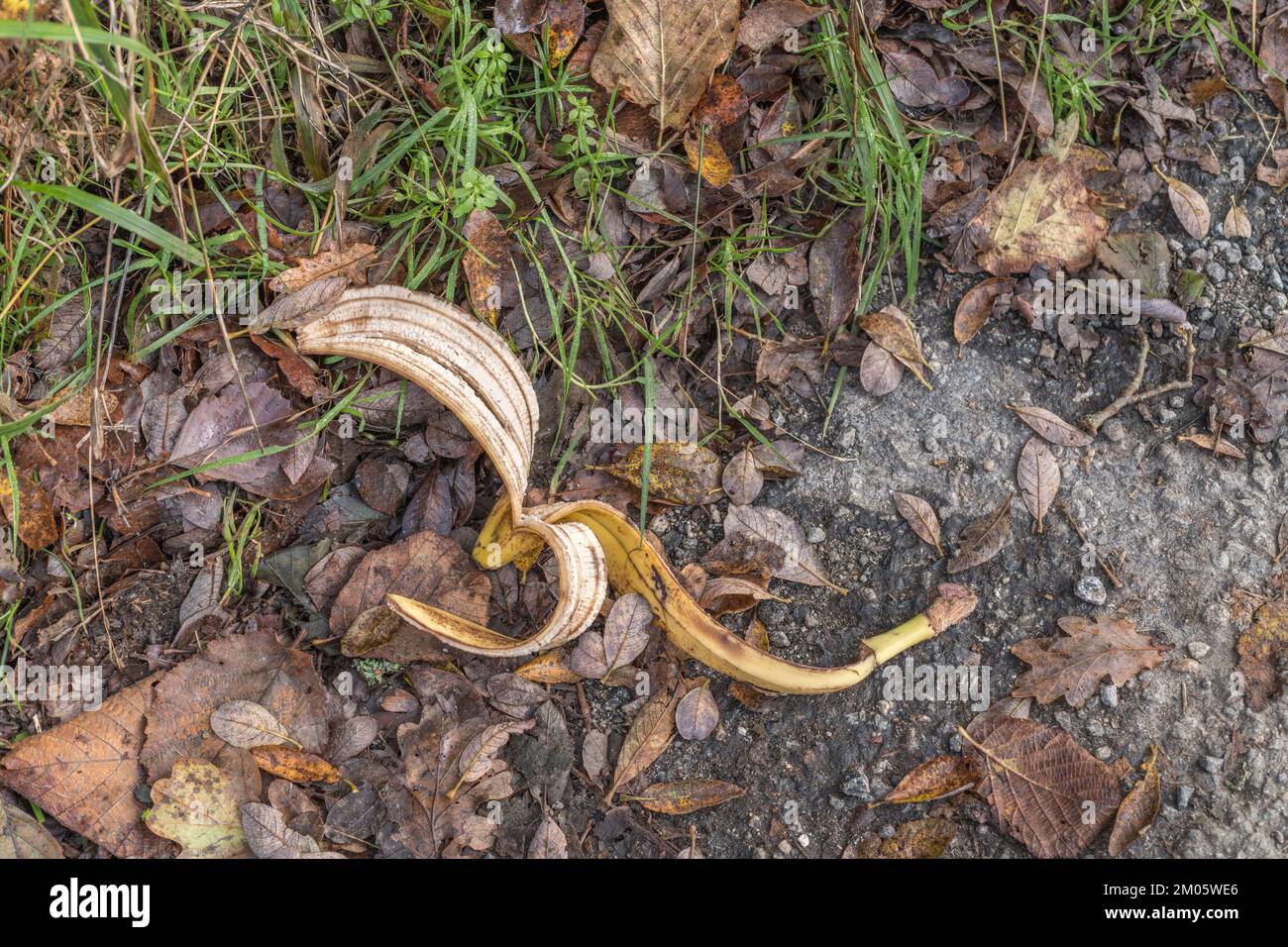 Discarded banana skin / banana peel left on the side of a rural country