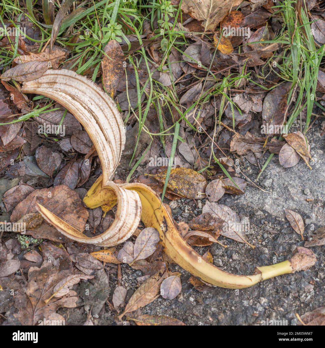 Discarded banana skin / banana peel left on the side of a rural country