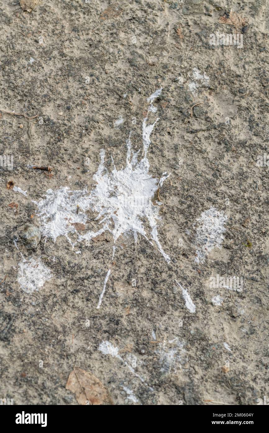 Abstract splash of a thick white paint / whitewash or animal poo[?] on rural road. Splashes around 4-5cm wide. Old paint texture, abstract shapes. Stock Photo