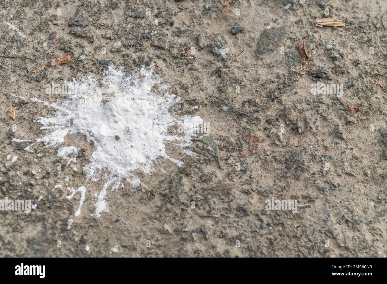 Abstract splash of a thick white paint / whitewash or animal poo[?] on rural road. Splashes around 4-5cm wide. Old paint texture, abstract shapes. Stock Photo