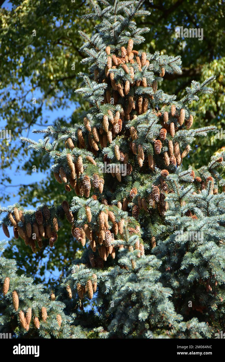Spruce tree needle conifer evergreen Nordmann Stock Photo