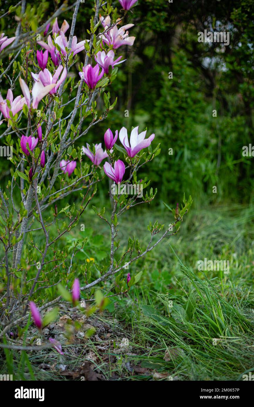 Magnolia bush outdoor spring landscape Stock Photo - Alamy