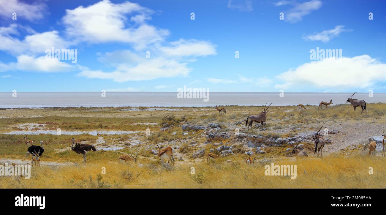 The Edge of the Etosha Pan, there are various animals feeding on the yellow dry grass including, springbok, Oryx and Ostriches. They are adapted to th Stock Photo