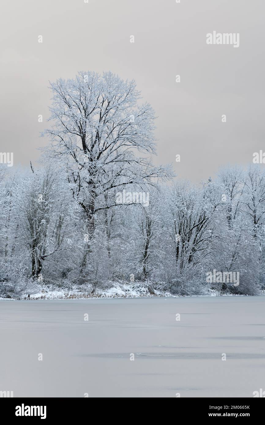 Snow covered trees on the edge of a frozen lake with a plain cloudy background Stock Photo