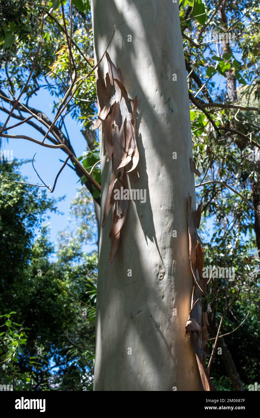 Bark peeling off from the trunk of Eucalyptus tree in Sydney, New South Wales, Australia (Photo by Tara Chand Malhotra) Stock Photo