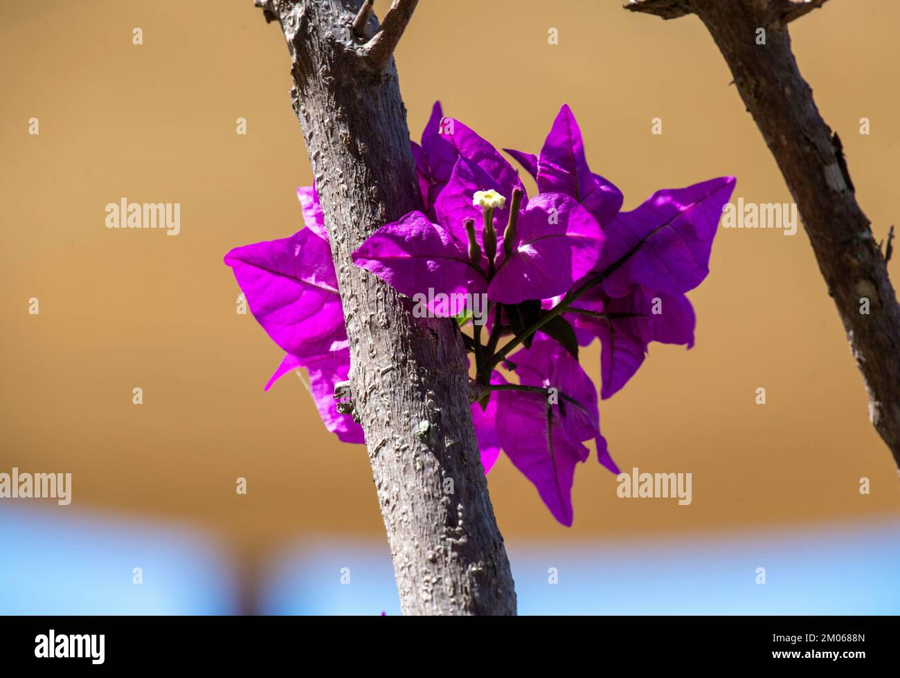 Bougainvillea Glabra Flowers in Sydney, New South Wales, Australia