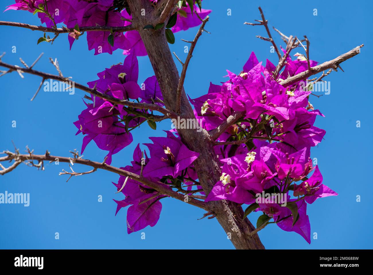 Bougainvillea Glabra Flowers in Sydney, New South Wales, Australia