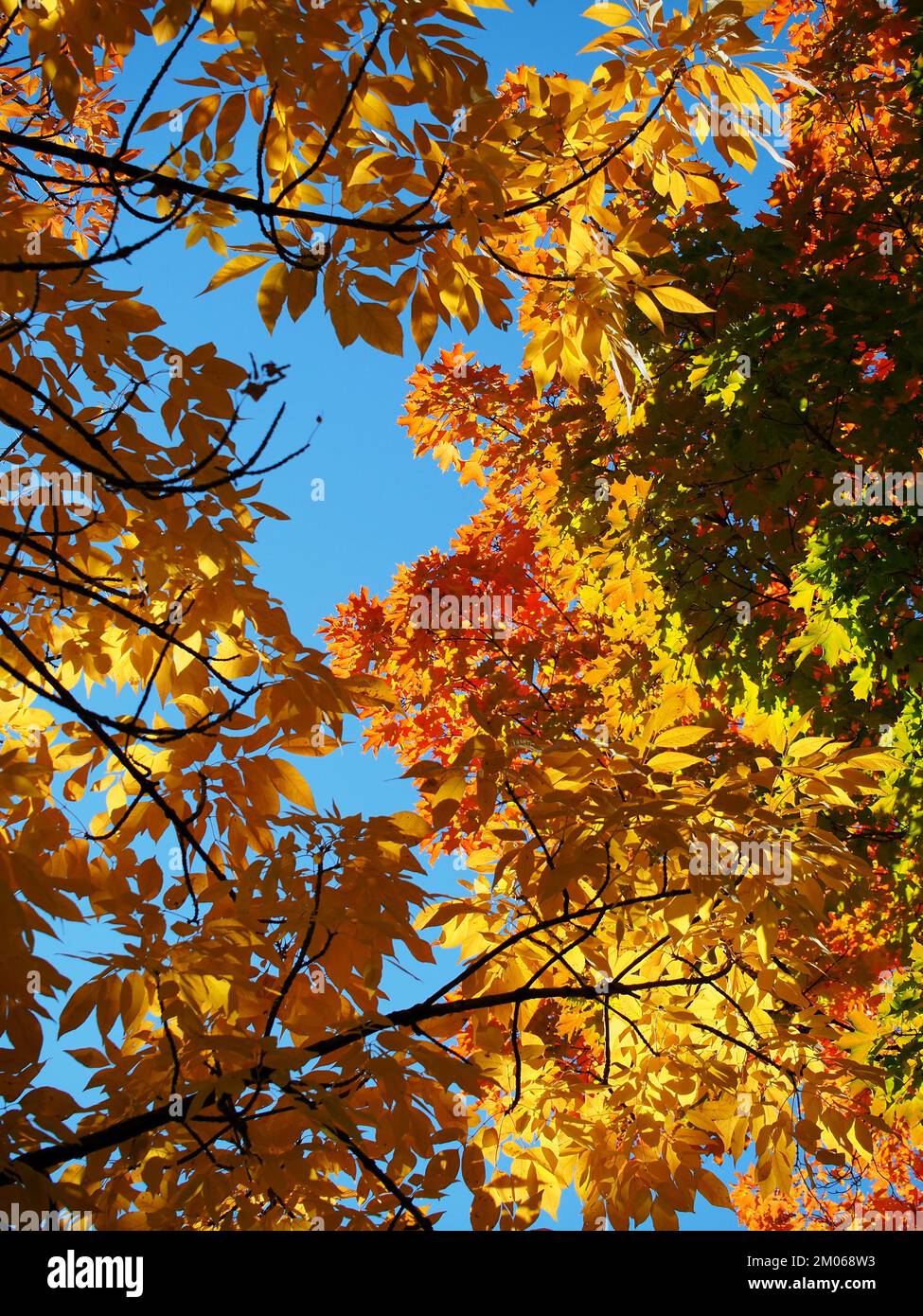 Stunning fall yellow, gold, orange and reds of maple leaves glowing in the sunlight. Stock Photo