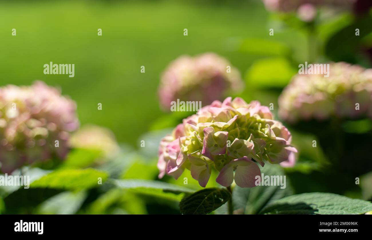 Hydrangea paniculata, the panicled hydrangea, is a species of flowering ...