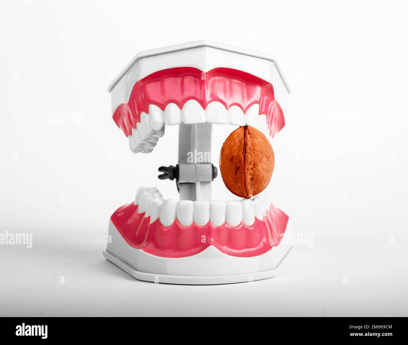 Walnut between jaws, healthy strong teeth. High quality photo Stock Photo